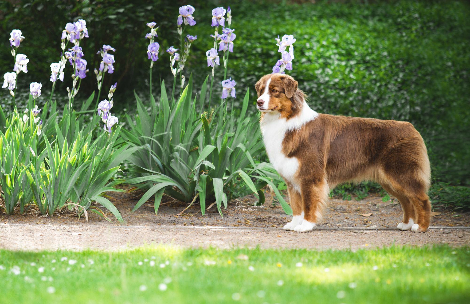 A Skyron kennel fotója