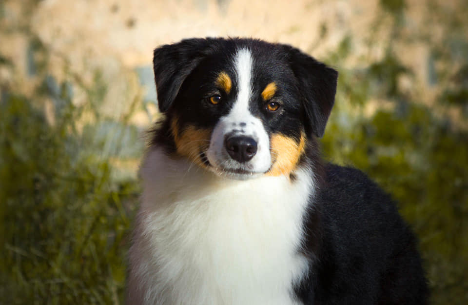 A Skyron kennel fotója