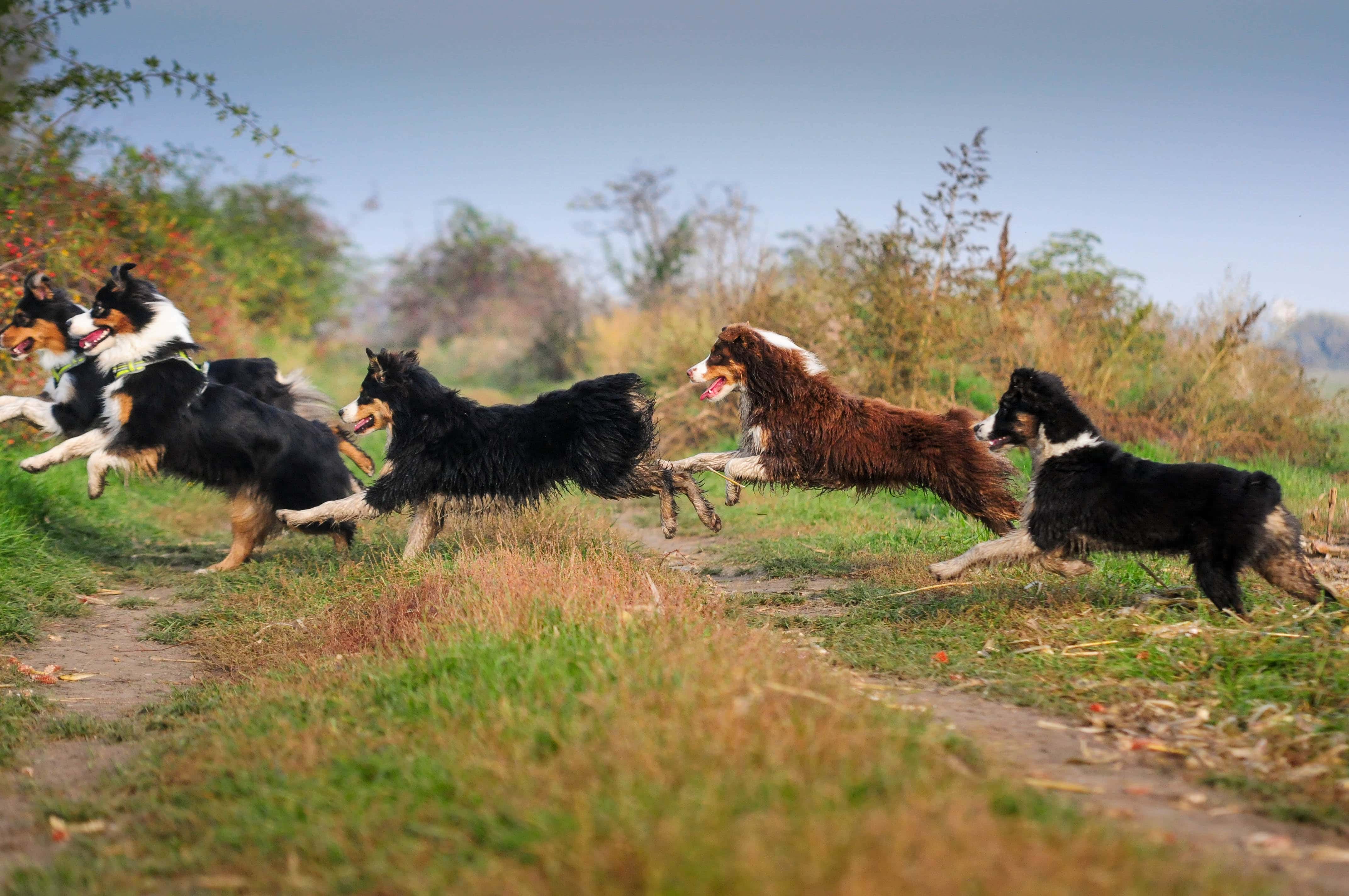 A Skyron kennel fotója