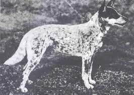 cattledogworld-com_ausztral_pasztor kutya