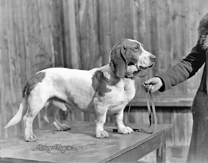Basset hound az 1930-as évekből_forrás: pedigreedogsexposed.blogspot.com