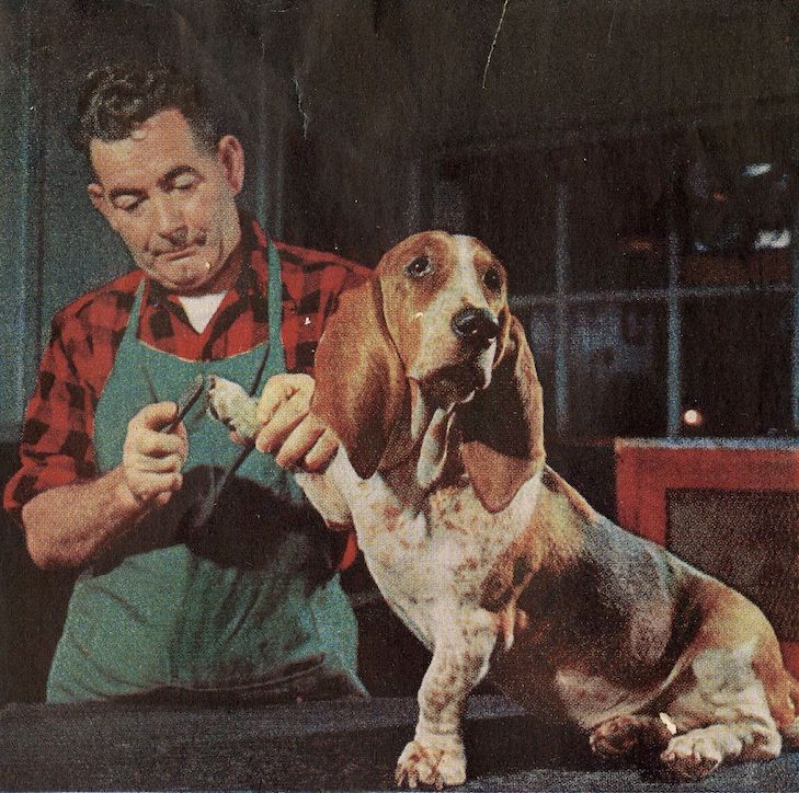 akc.org_1955.-ös Life Magazinban Lyn Mar Acres a fajta karom vágásáról
