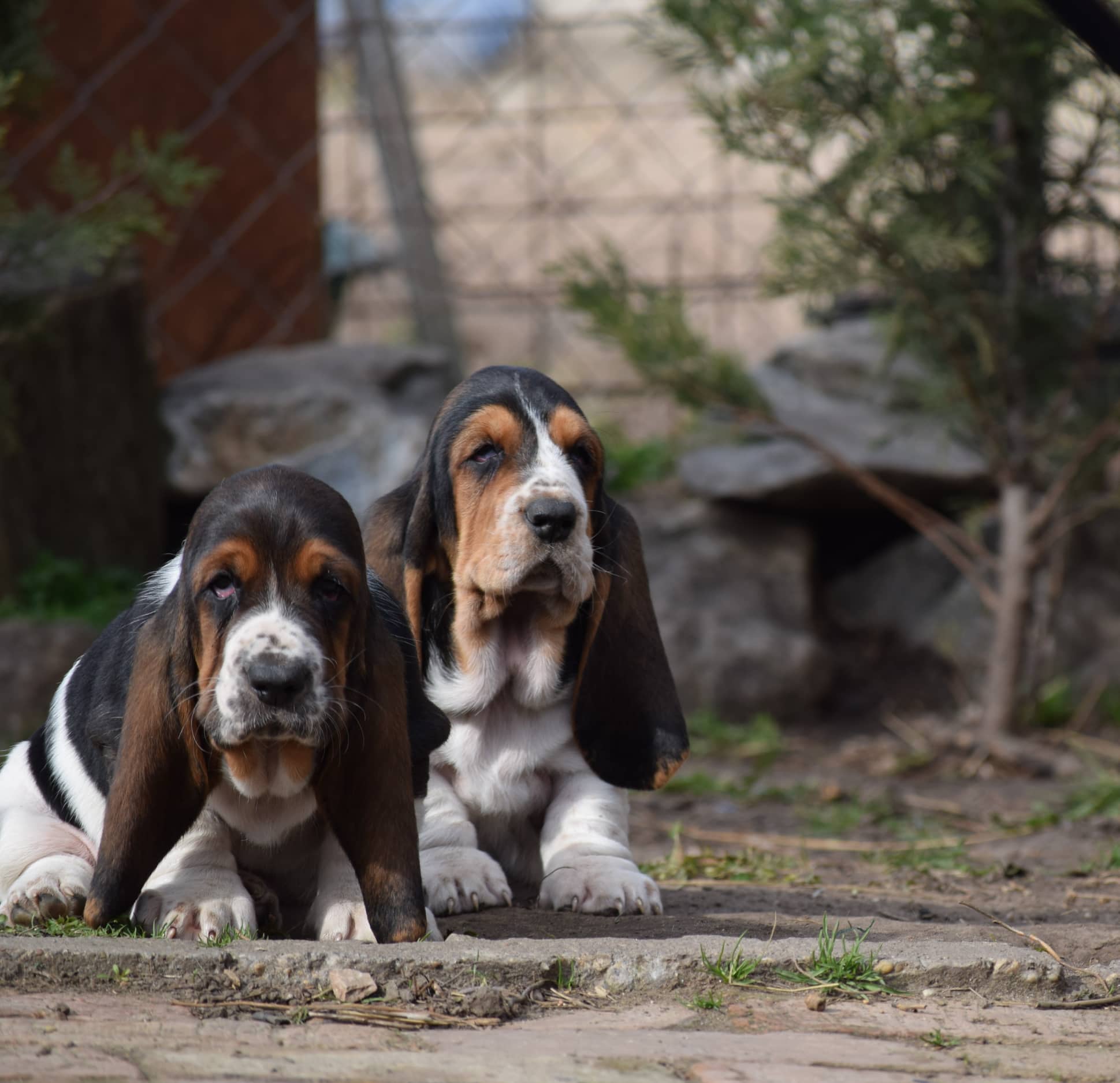 Fülöp Anikó a Nagyhegyi Pajkos Kennel tulajdonosának fotója
