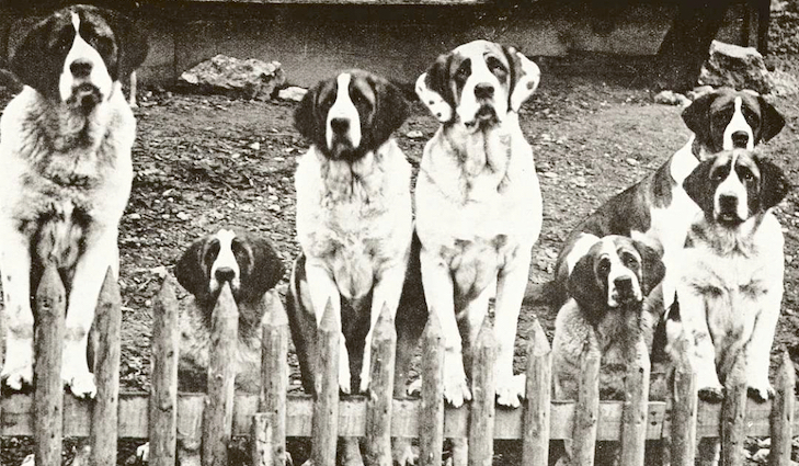 1914. bernáthegyi kennel Svájcban_forrás