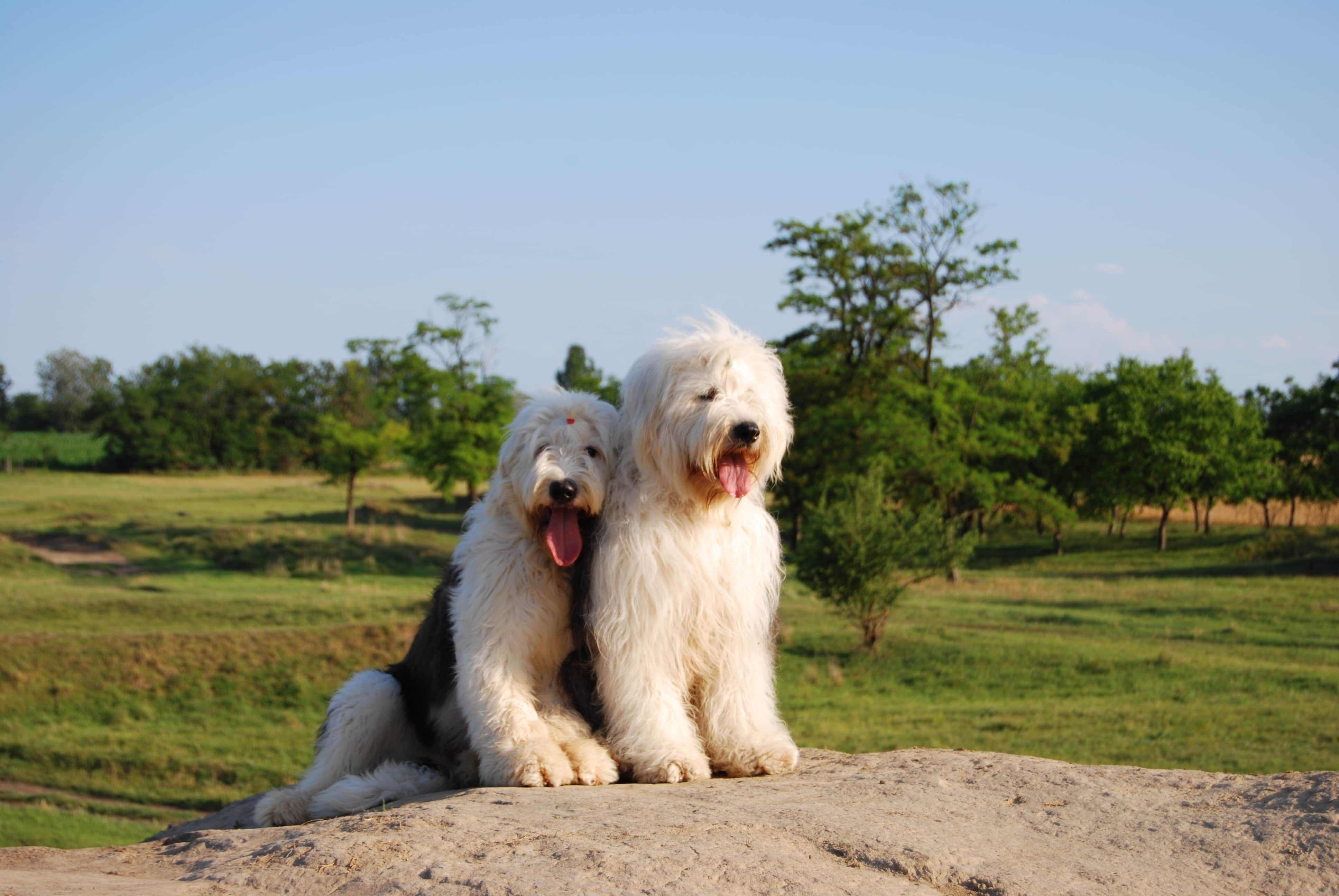 2_bobtail_ul_a_szabadban.