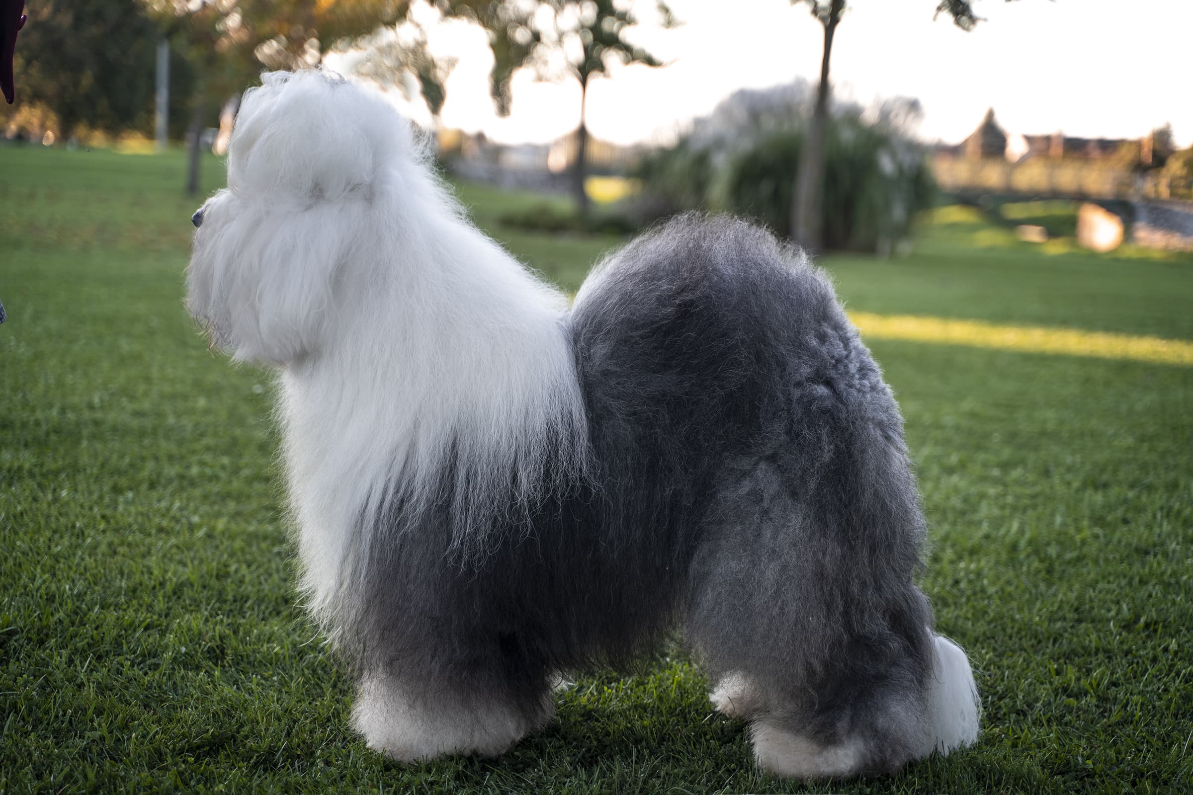bobtail oldalról