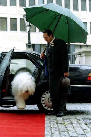 Dulux dog_forrás: mirror.co.uk