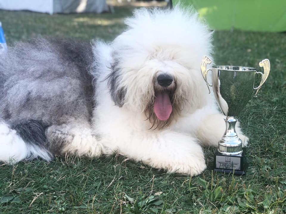 Bobtail kiállítási díjával