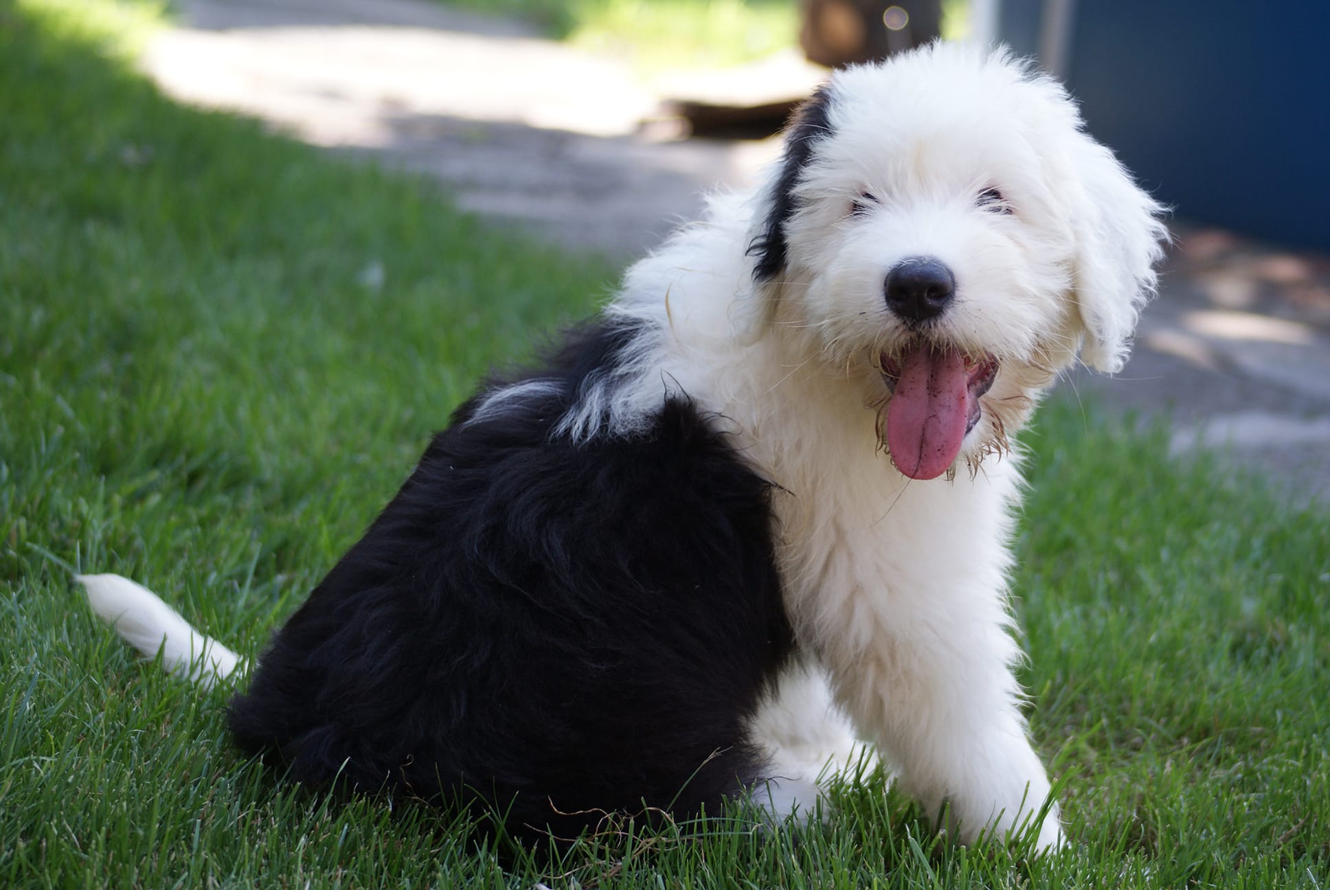 kolyok_bobtail