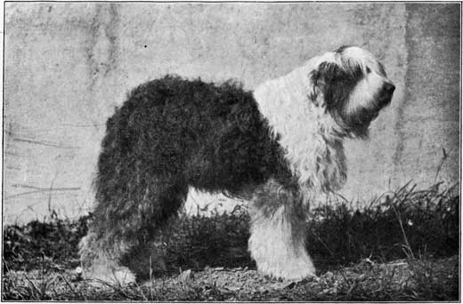 Bobtail Henry Arthur Tilley Óangol juhászkutya című könyvében. 1937.