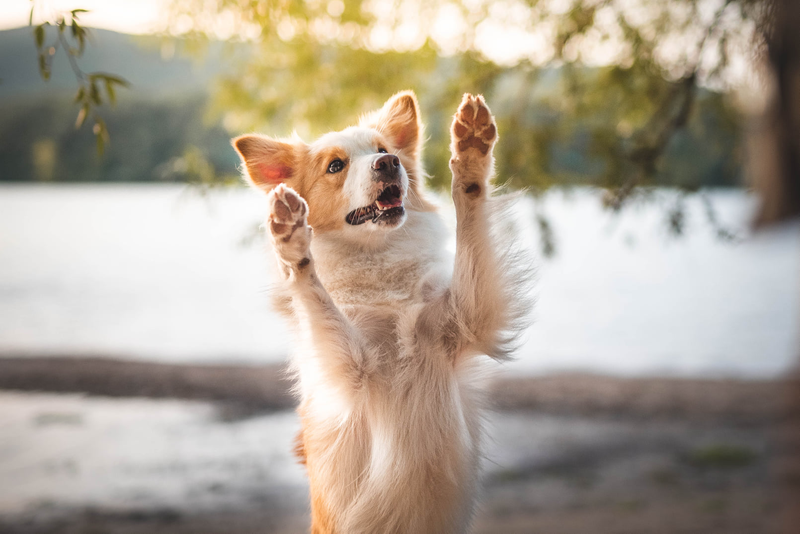 border collie dupla pacsit ad