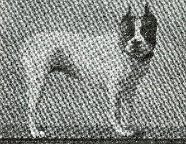 Lady Daint_akc.org