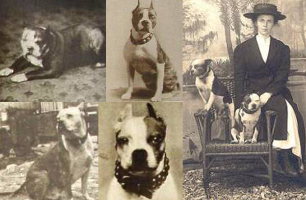 Hooper's Judge_forrás: bostonterrierrescuecanada.com
