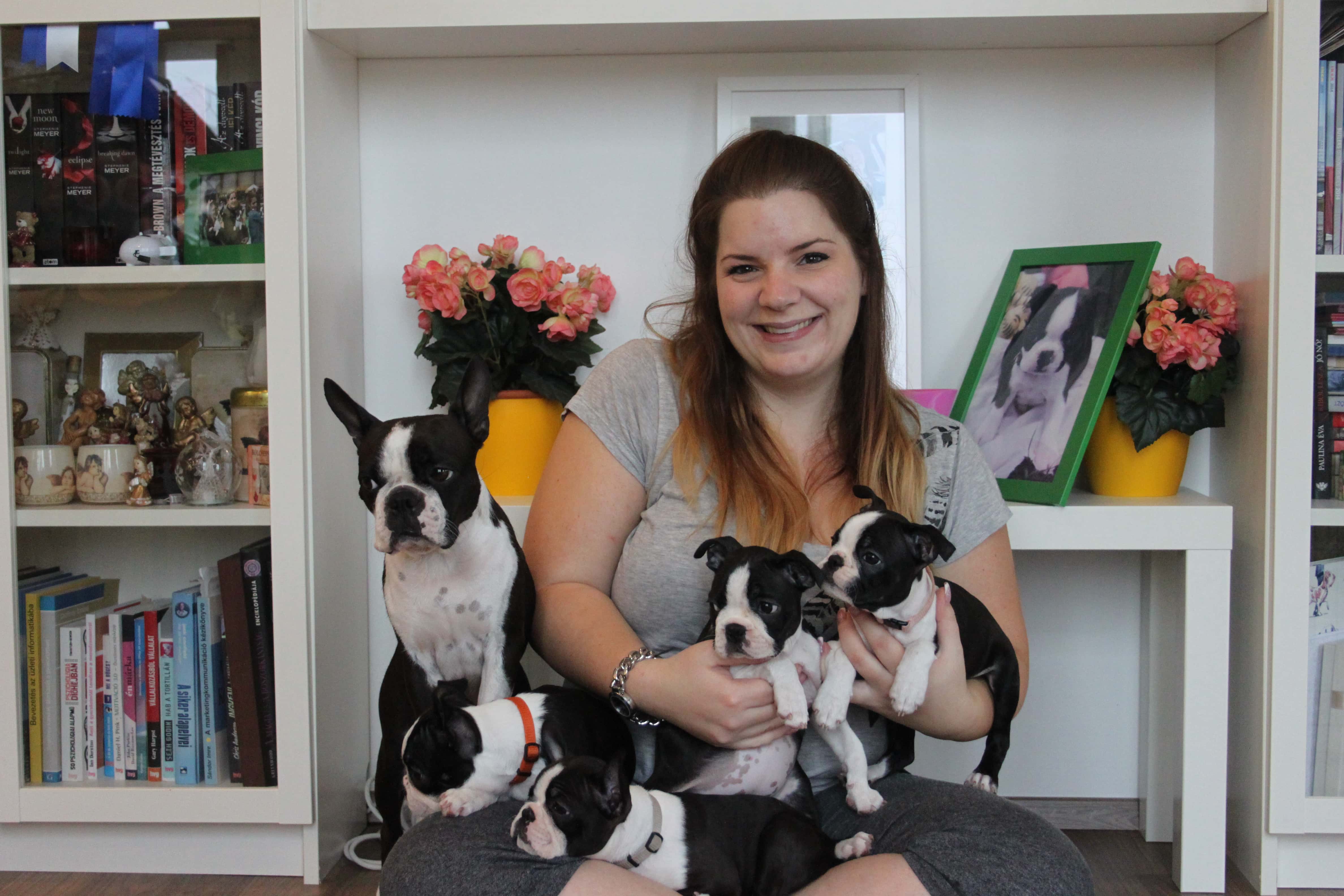 boston terrier tenyésztő kutyáival