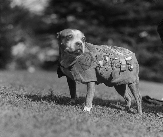 Sergeant Stubby_forrás:en.wikipedia.org