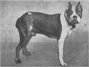 Mühlbauer´s Flocki DZB 1
