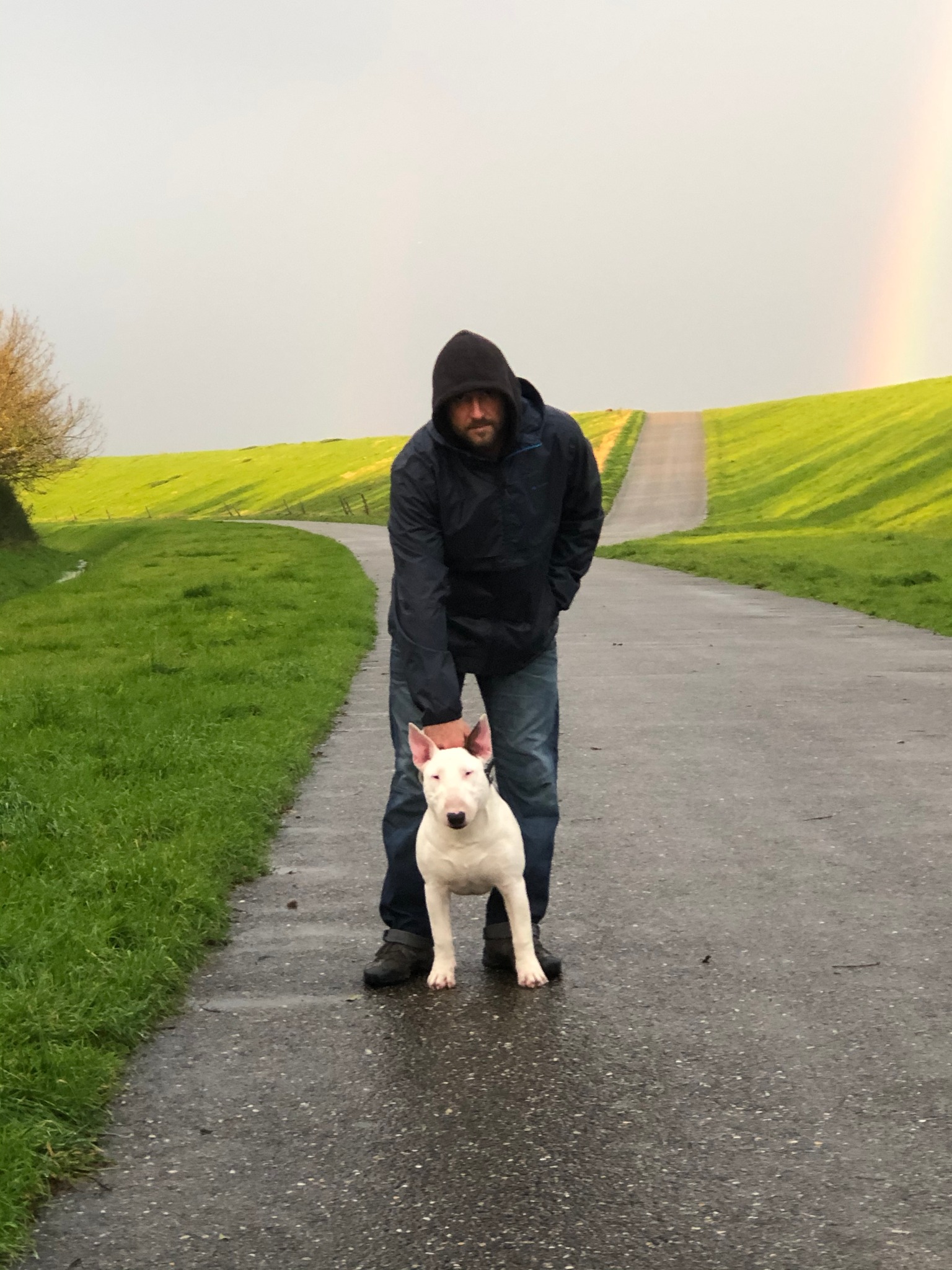bull terrier sétál a gazdájával