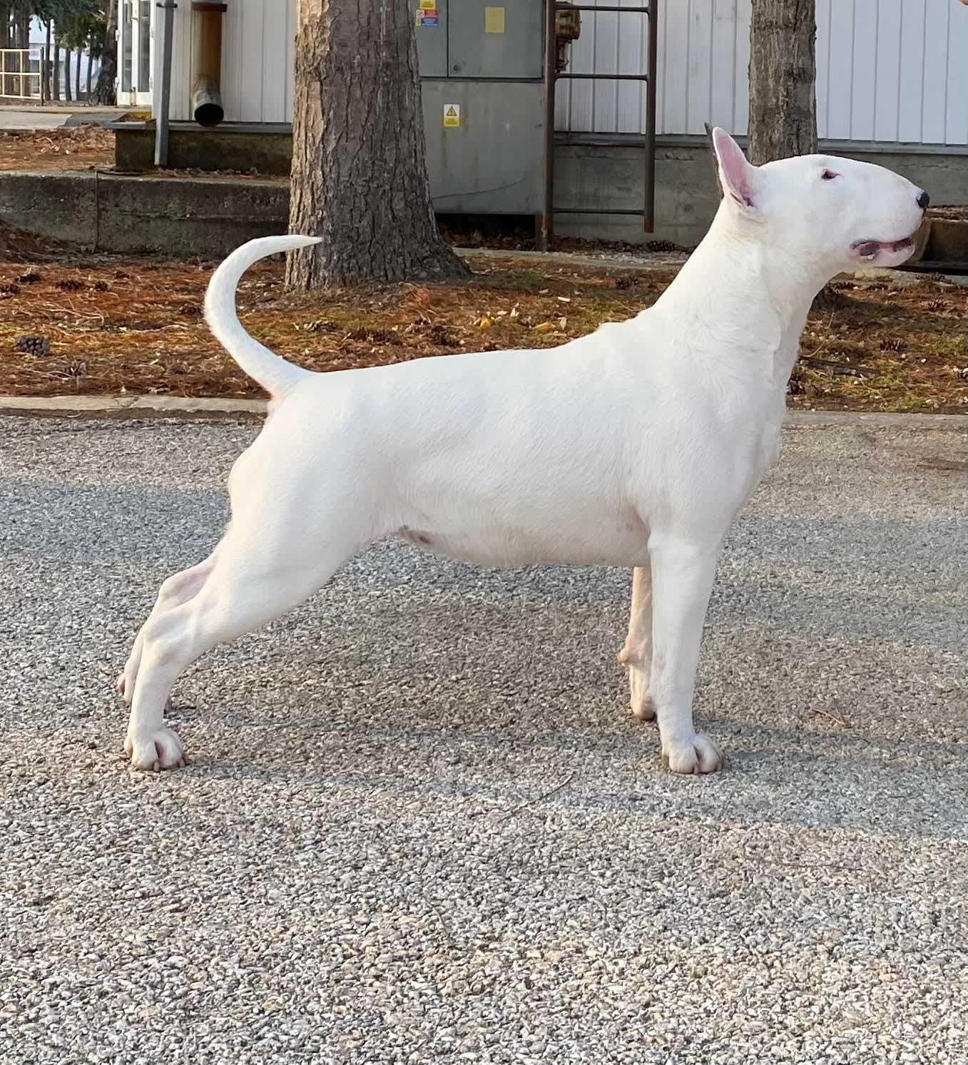 fehér bull terrier oldalról