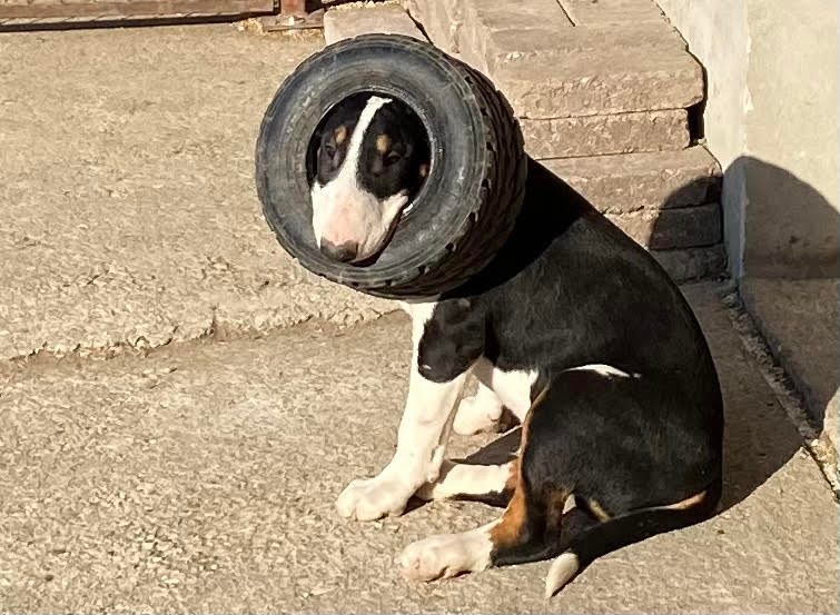 Dr. Orczy-Sturmann Ágnes a Hunland Bull Terrier Kennel tulajdonosának fotója