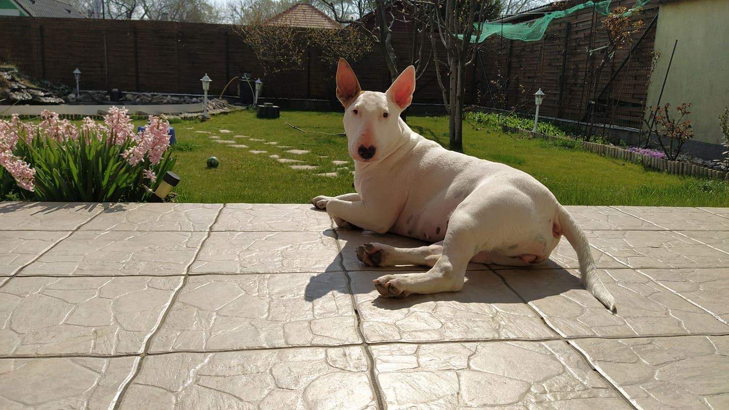 fehér bull terrier napozik a teraszon