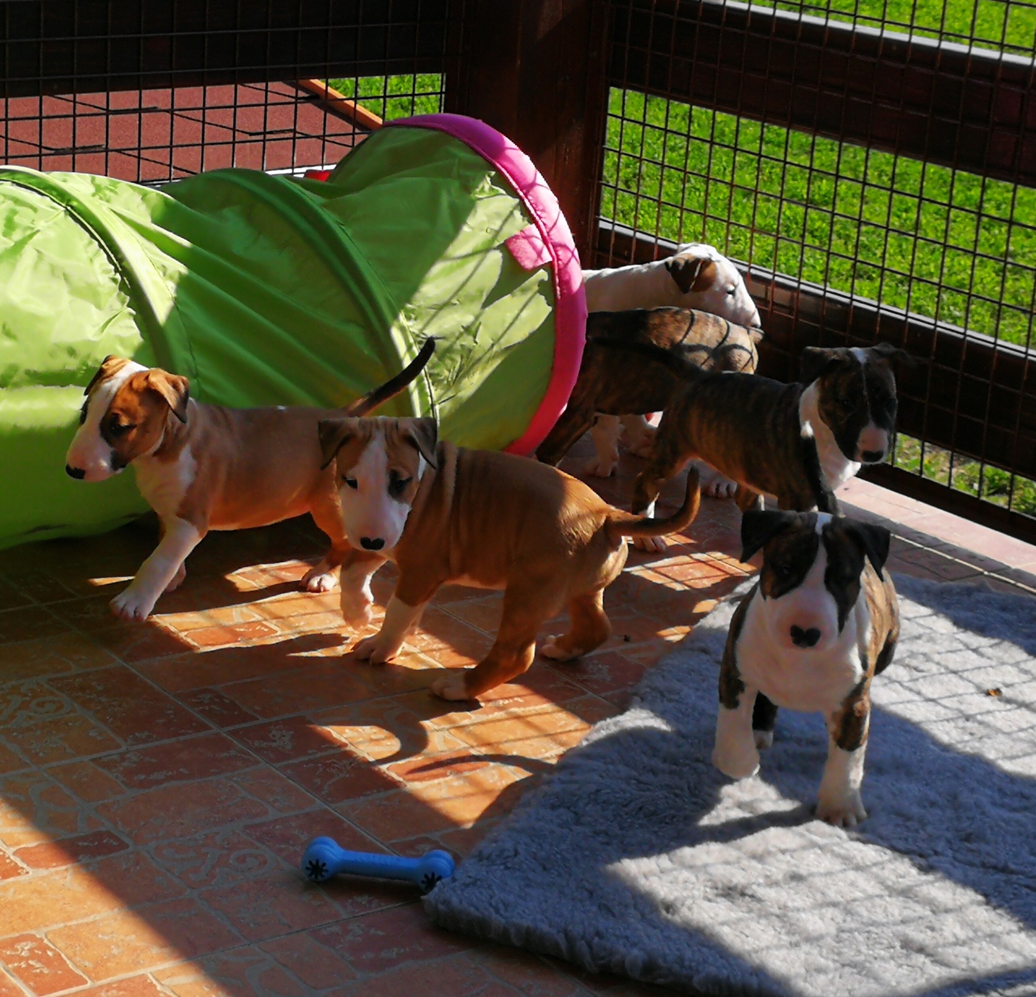 Dr. Orczy-Sturmann Ágnes a Hunland Bull Terrier Kennel tulajdonosának fotója