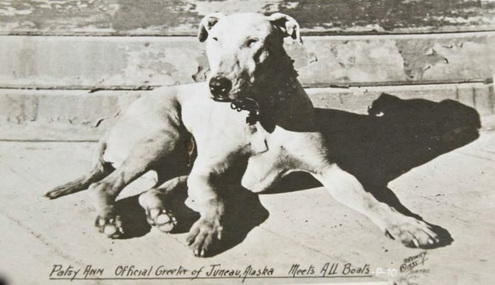 Patsy Ann_forrás: canineheritage.weebly.com