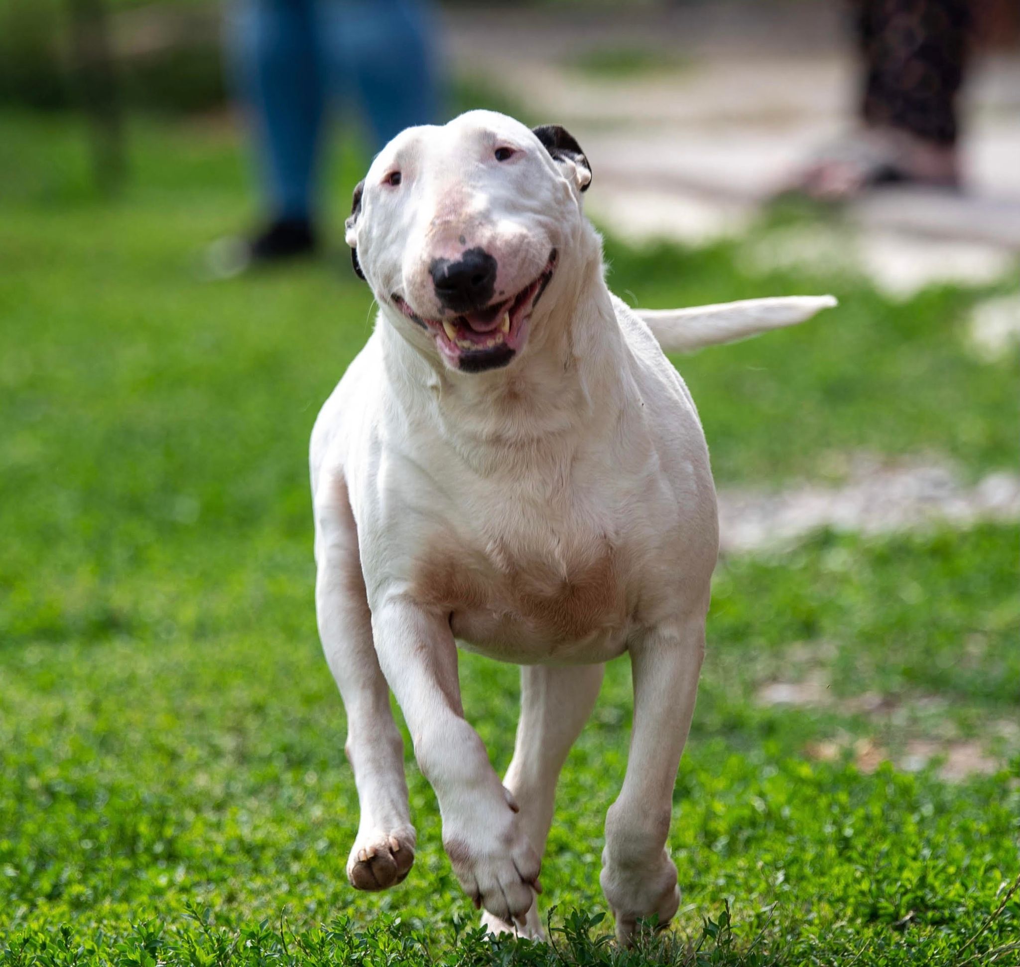 nagyon boldog fehér bull terrier fut a kamera felé