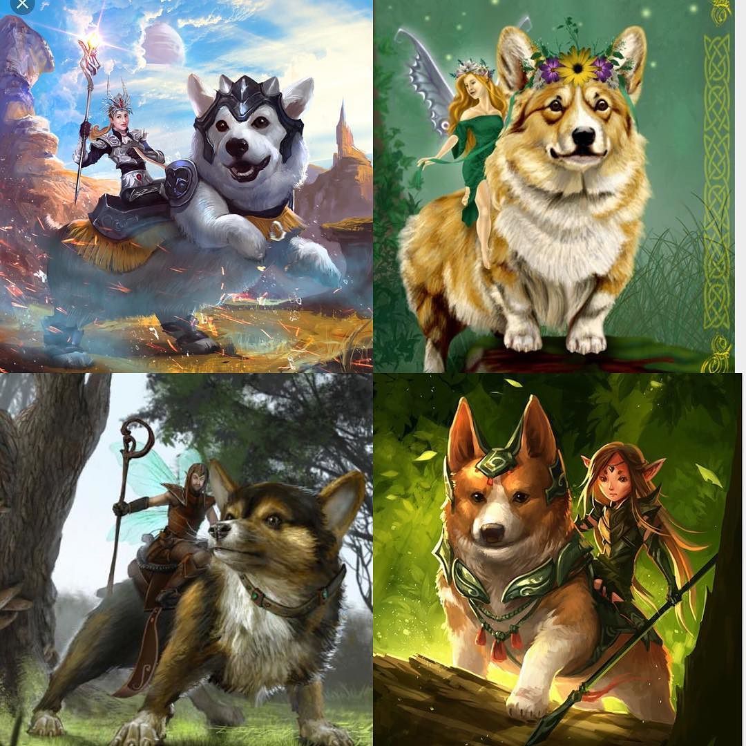 pembroke welsh corgi rajz