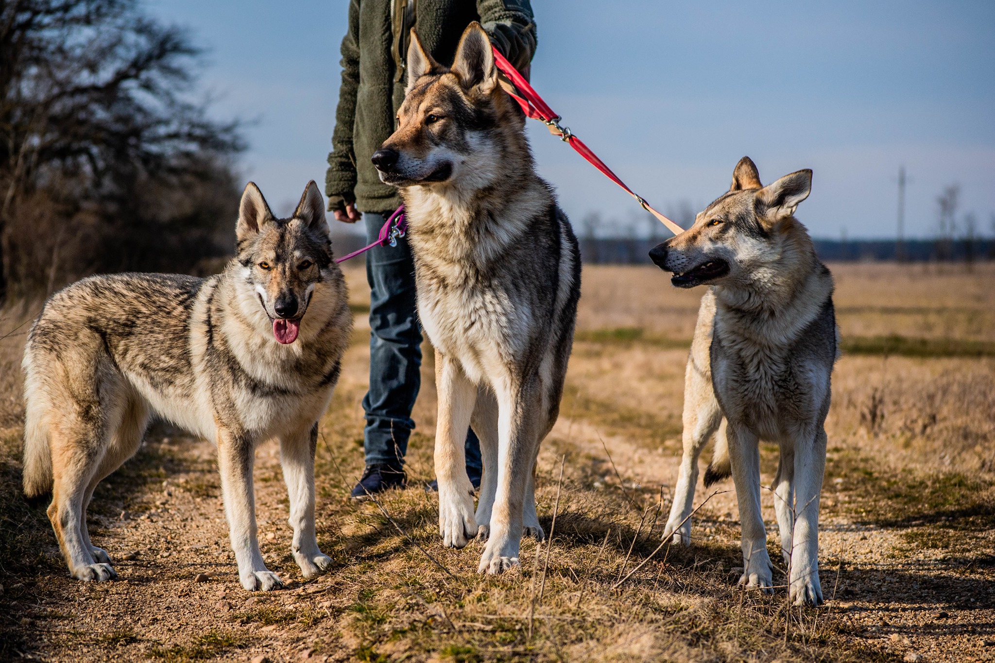 Szalay Dóra a Sounds Wild of Hungary kennel tulajdonosának fotója