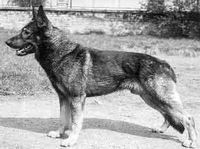 wolfdog.org_Cézar z Březového háje 