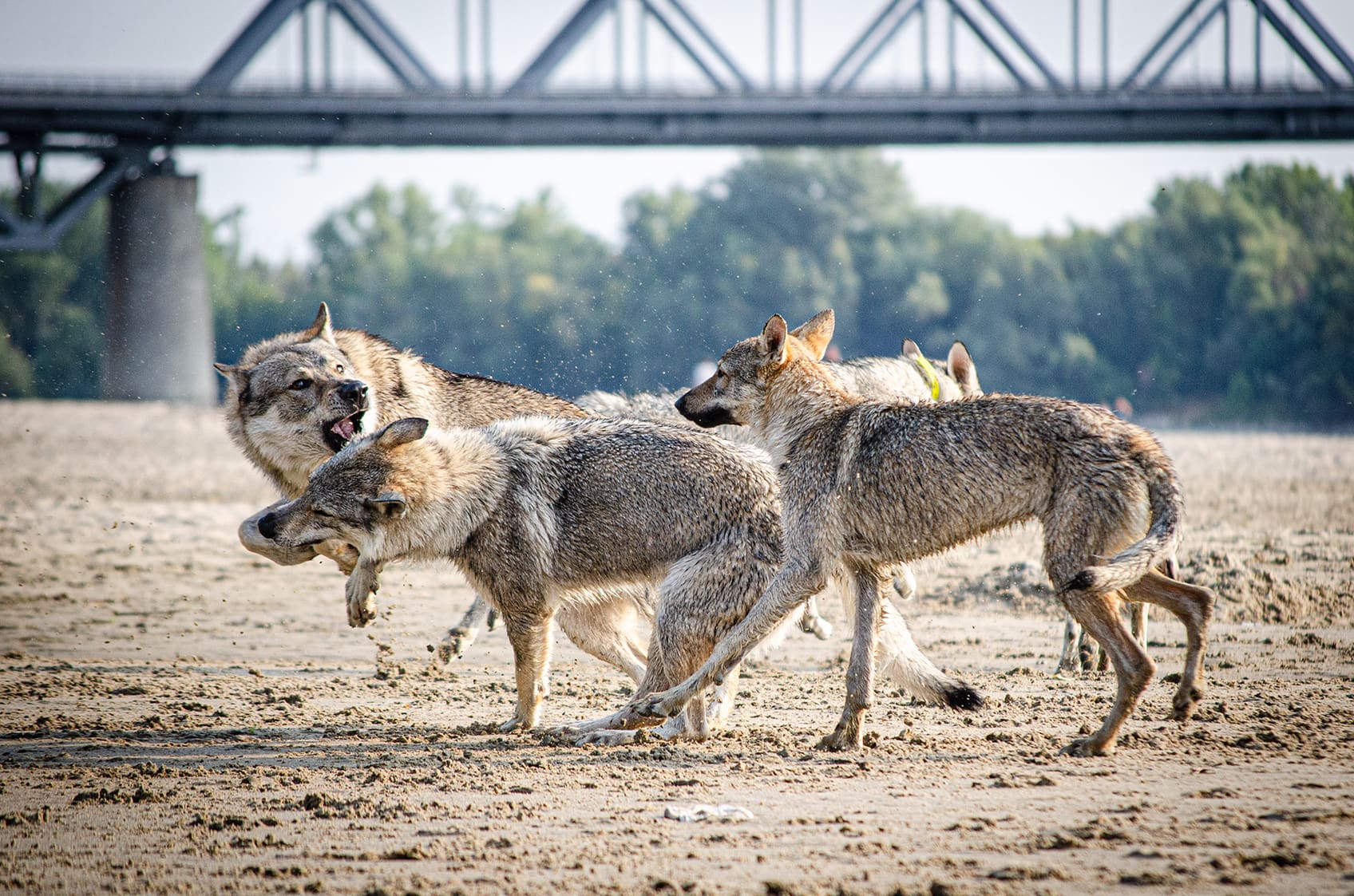 Szalay Dóra a Sounds Wild of Hungary kennel tulajdonosának fotója