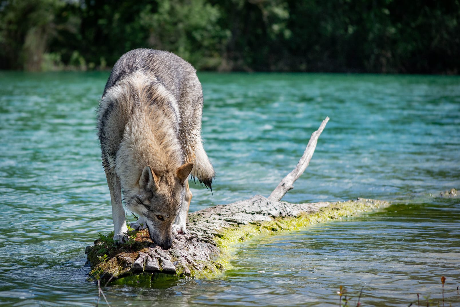 Szalay Dóra a Sounds Wild of Hungary kennel tulajdonosának fotója