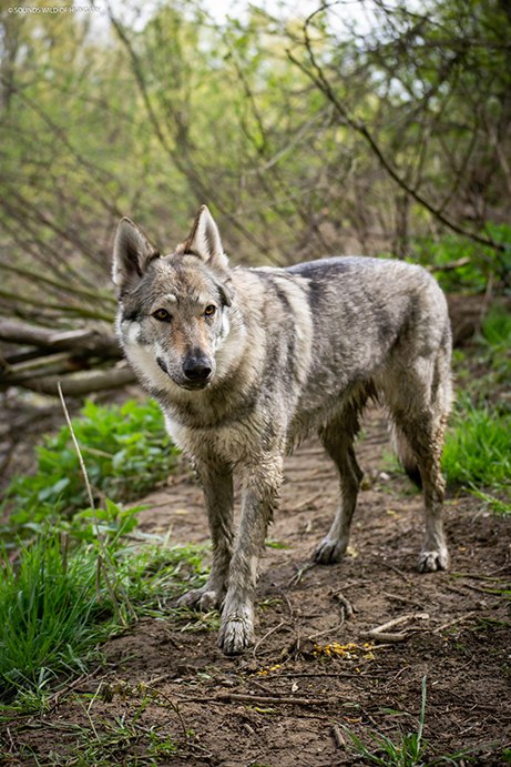 Szalay Dóra a Sounds Wild of Hungary kennel tulajdonosának fotója