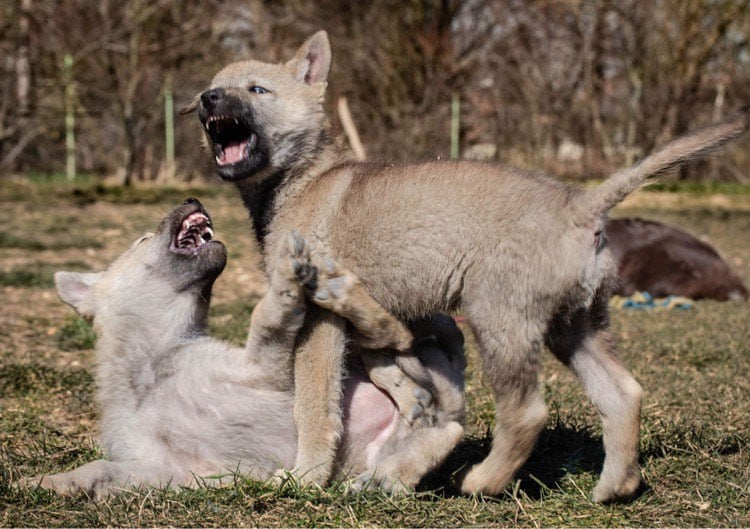 Szalay Dóra a Sounds Wild of Hungary kennel tulajdonosának fotója