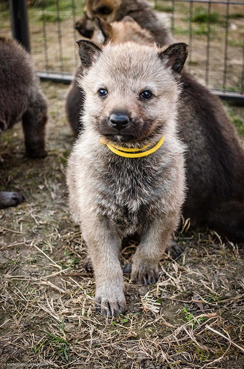 Szalay Dóra a Sounds Wild of Hungary kennel tulajdonosának fotója