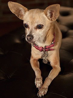 Gidget_Taco_Bell_chihuahua_en-wikipedia-org