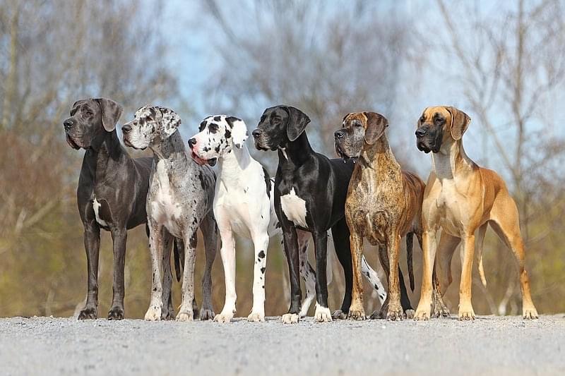 német dog színek