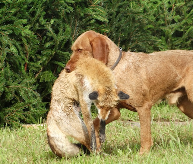 Drószőrű vizsla rókát visz