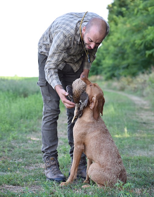 Drótszőrű vizsla átadja a zsákmmányt gazdájának