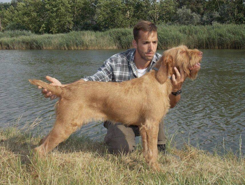 vizsla_kiállitasi pózban vízparton