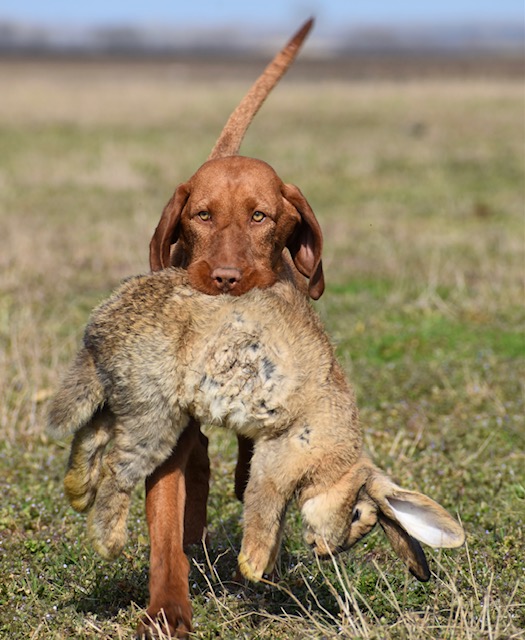 Kölyök vizsla nyullal a szájában