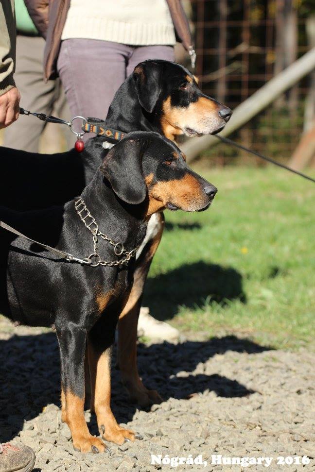 Gyurkó Rita Hungarian Cat Cather Kopo erdélyi kopó kennel tulajdonosának fotója