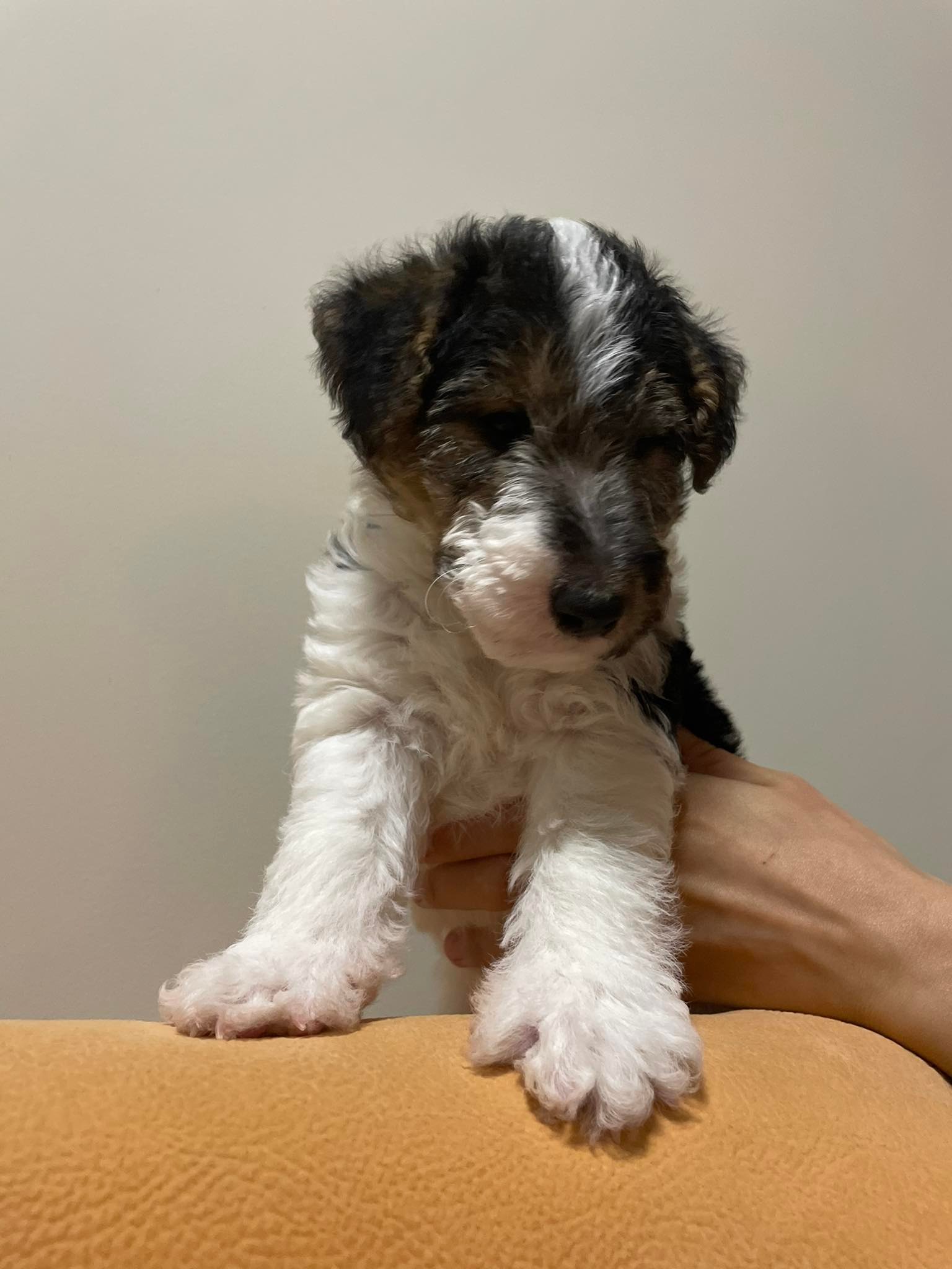 Szőke Attila az Eastern CURSE Kennel tulajdonosának fotója