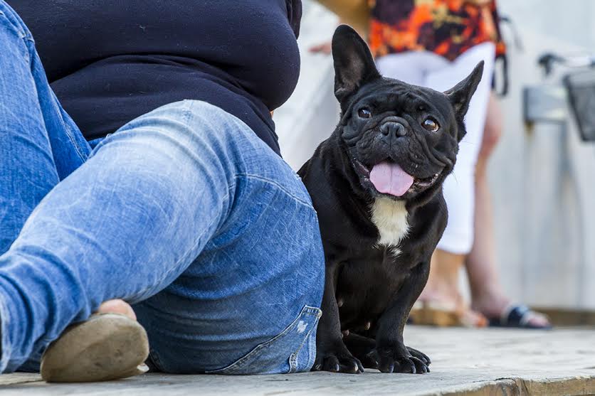 francia bulldog ül gazdája mellett