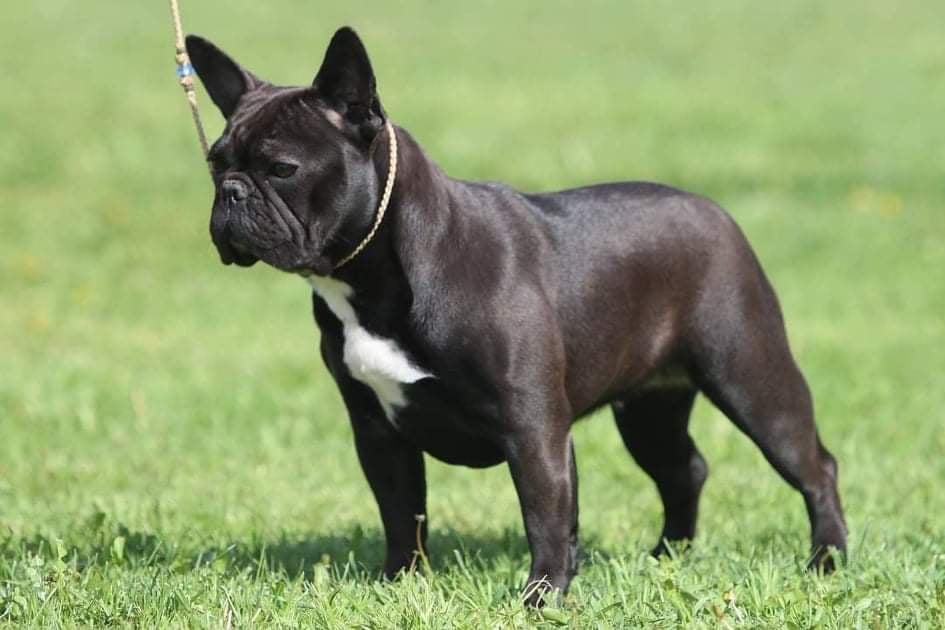 francia bulldog