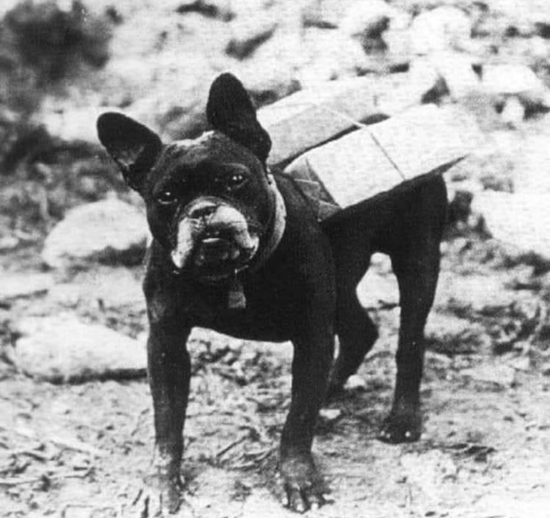Mutt cigaretta szállítmánnyal_forrás: worldwar1centennial.org