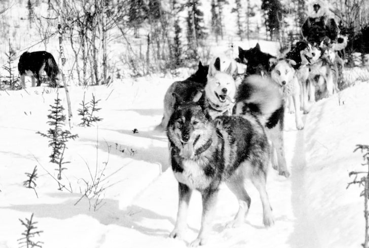 Togo az egyik vezérkutya a szérumfutamon, társaival. Forrás: akc.org