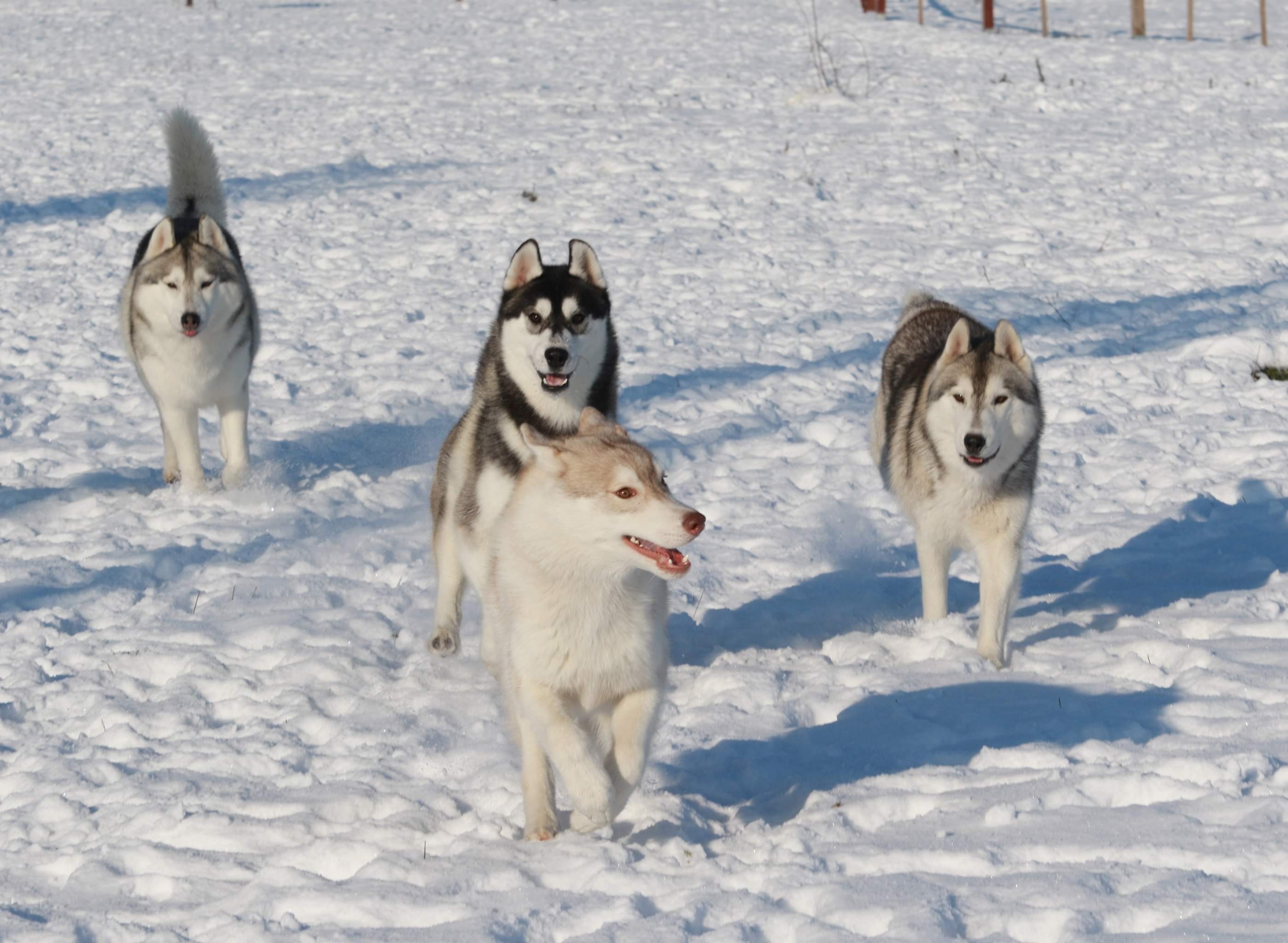játszó husky falka a hóban