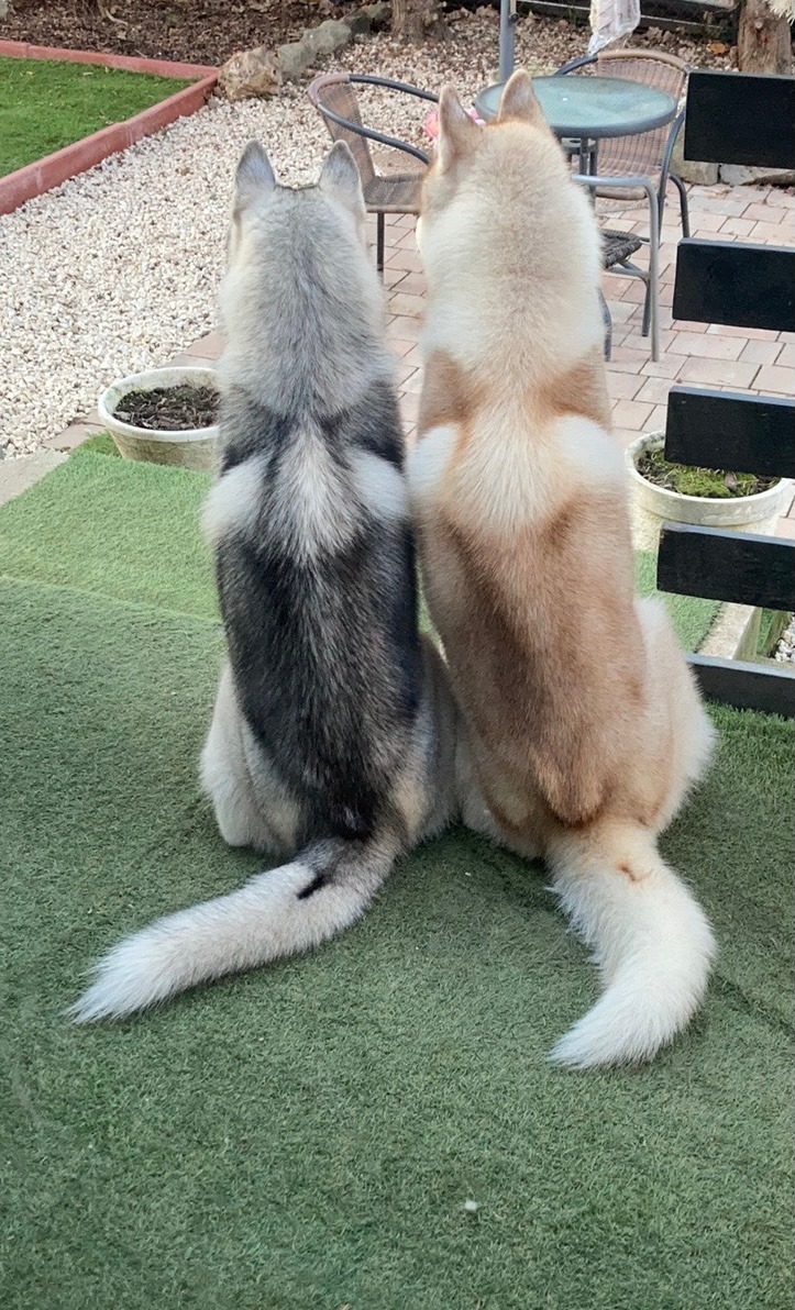 két szibériai husky ül háttal a kamerának