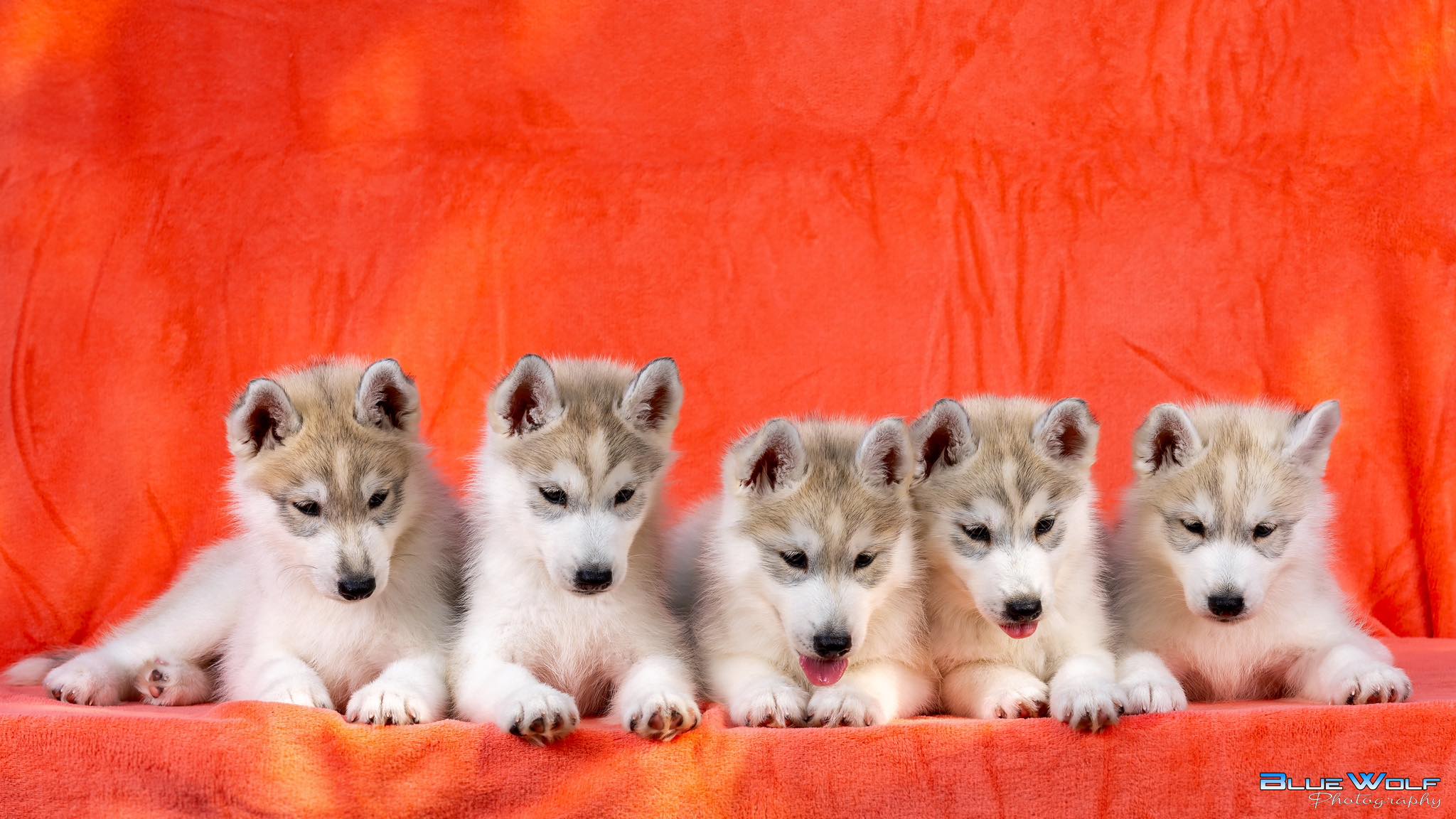 Blue Wolf Photography